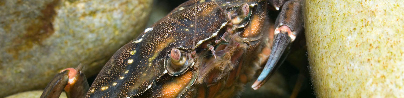 Gree Shore Crab